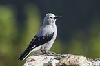 Clark's nutcracker