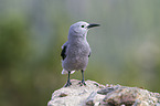 Clark's nutcracker