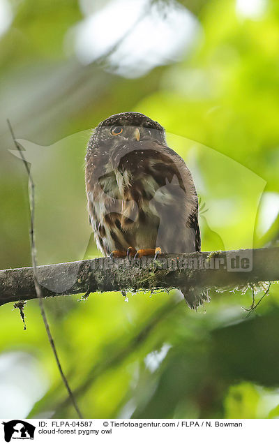Nebelwald-Sperlingskauz / cloud-forest pygmy owl / FLPA-04587