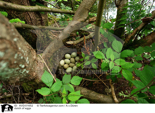 clutch of eggs / AVD-01652