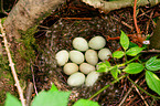 clutch of eggs