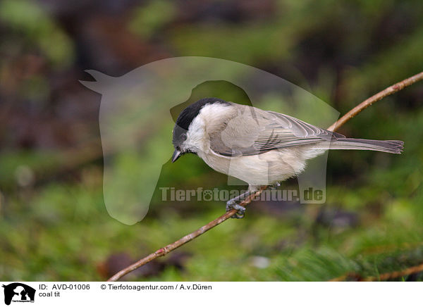 coal tit / AVD-01006