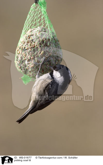 Tannenmeise am Meisenkndel / picking coal tit / WS-01677