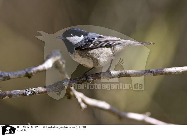 Tannenmeise / coal tit / SO-01612