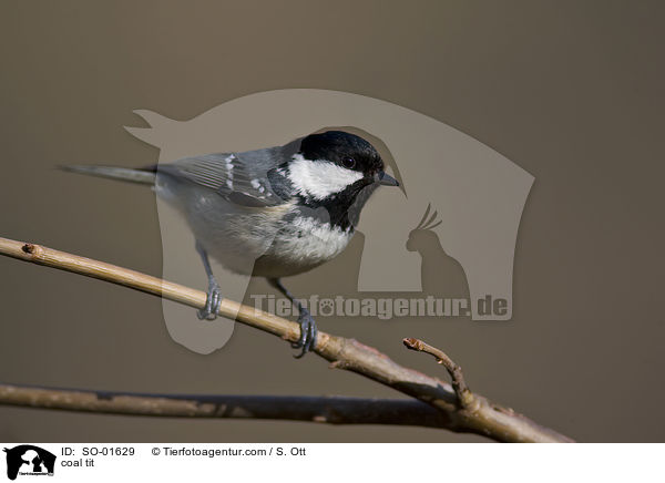 Tannenmeise / coal tit / SO-01629