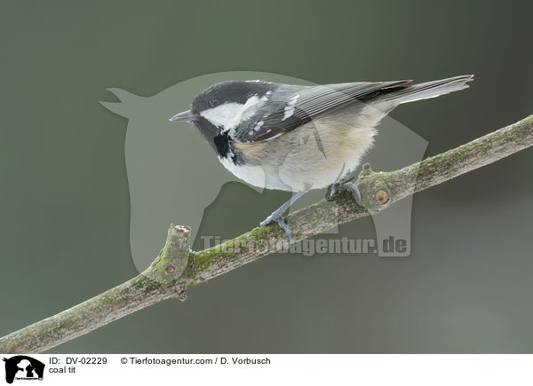 Tannenmeise / coal tit / DV-02229