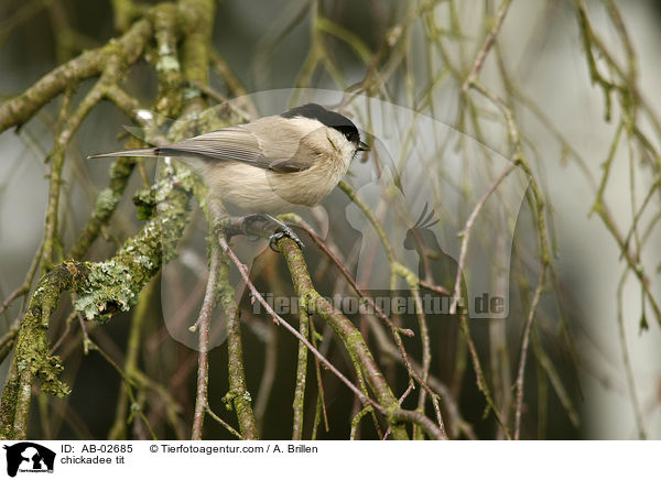 chickadee tit / AB-02685