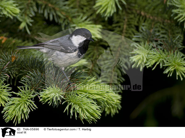 Tannenmeise / coal tit / THA-05896