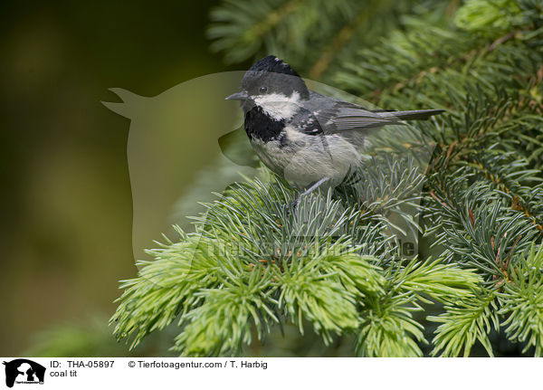 coal tit / THA-05897