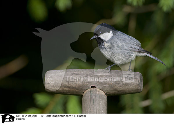 Tannenmeise / coal tit / THA-05898