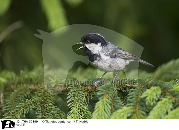 Tannenmeise / coal tit / THA-05899