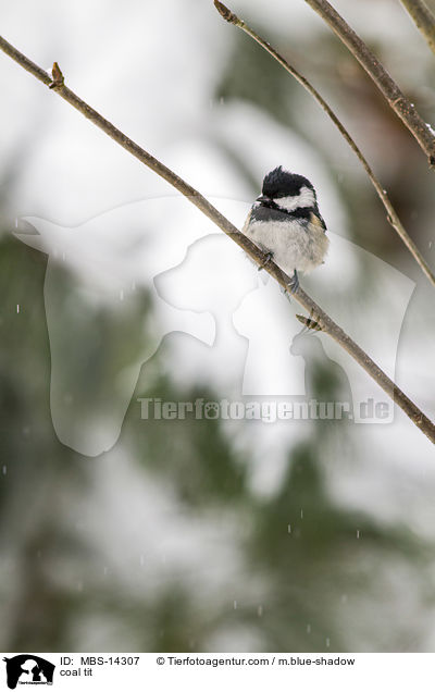 Tannenmeise / coal tit / MBS-14307