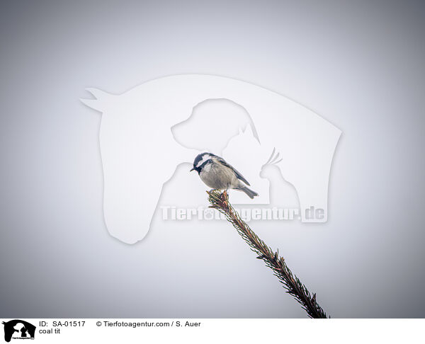 Tannenmeise / coal tit / SA-01517