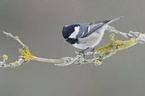 chickadee tit