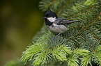 coal tit