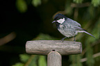 coal tit