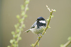 Coal tit