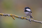 coal tit