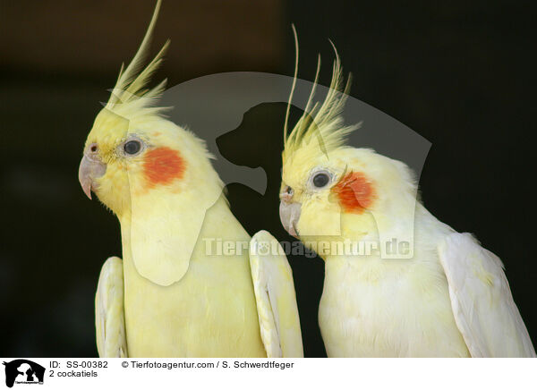 2 Nymphensittiche / 2 cockatiels / SS-00382