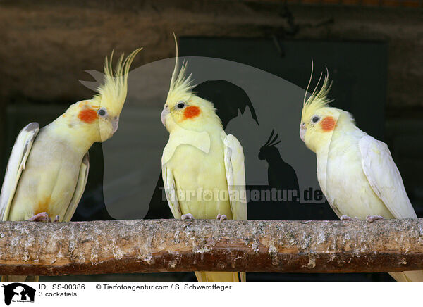 3 Nymphensittiche / 3 cockatiels / SS-00386