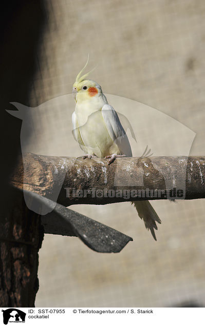 cockatiel / SST-07955