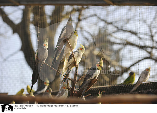 cockatiels / SST-07957