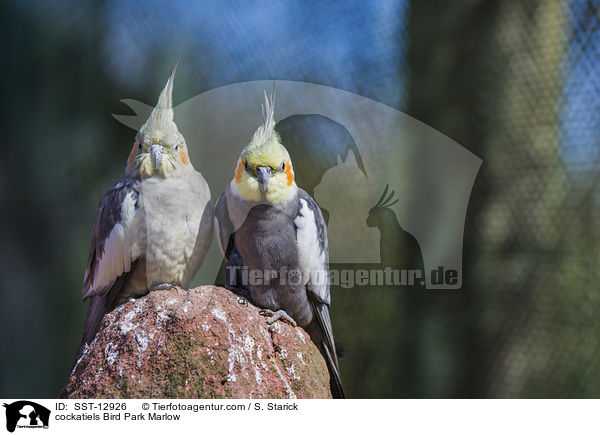 Nymphensittiche Vogelpark Marlow / cockatiels Bird Park Marlow / SST-12926