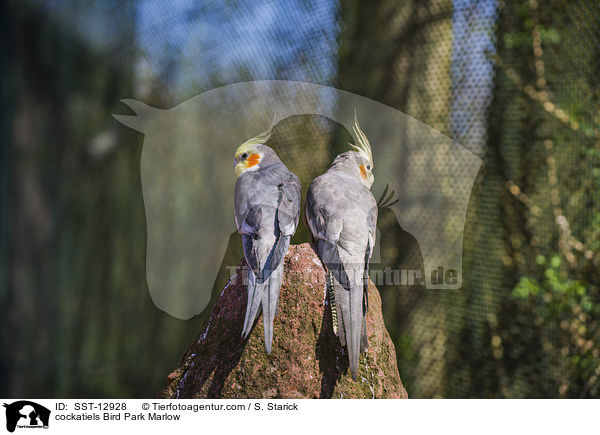 Nymphensittiche Vogelpark Marlow / cockatiels Bird Park Marlow / SST-12928