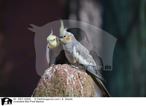 cockatiels Bird Park Marlow / SST-12930
