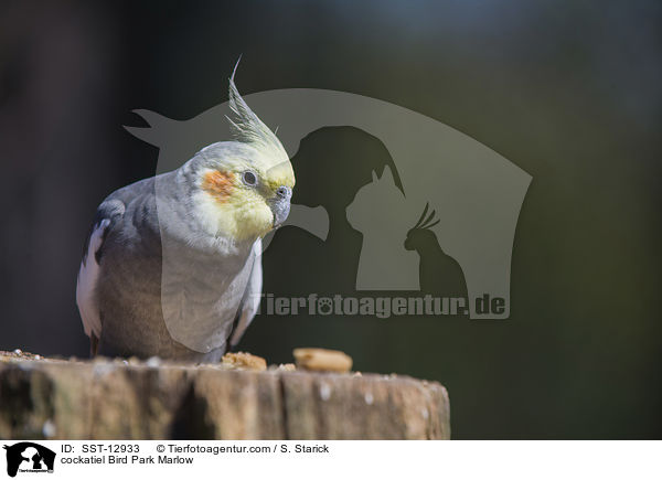 Nymphensittich Vogelpark Marlow / cockatiel Bird Park Marlow / SST-12933