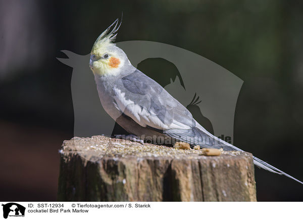 cockatiel Bird Park Marlow / SST-12934