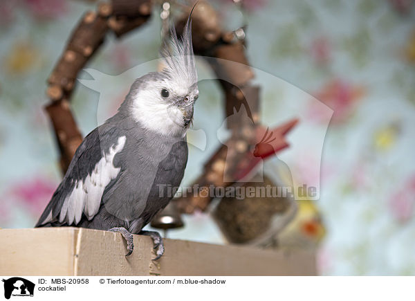 cockatiel / MBS-20958