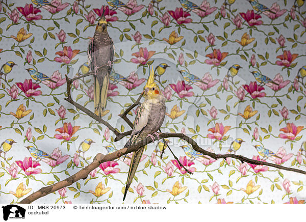 Nymphensittich / cockatiel / MBS-20973
