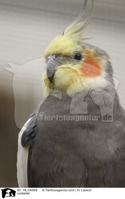 Nymphensittich / cockatiel / HL-04069