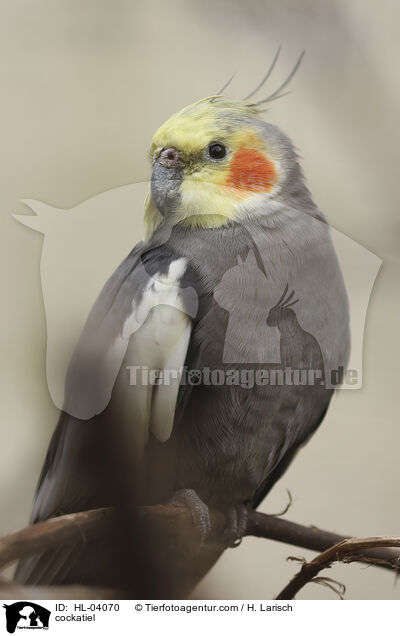 cockatiel / HL-04070
