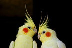 2 cockatiels