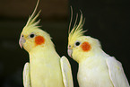 2 cockatiels