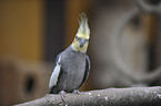 cockatiel