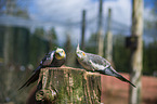 cockatiels Bird Park Marlow