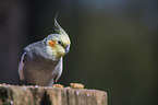 cockatiel Bird Park Marlow