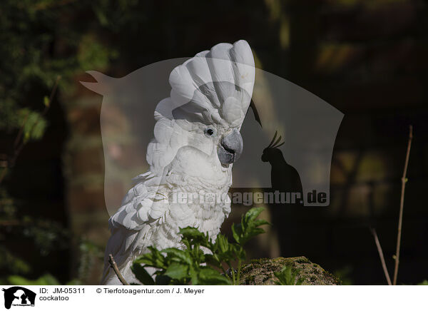 cockatoo / JM-05311