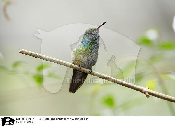 hummingbird / JR-01614