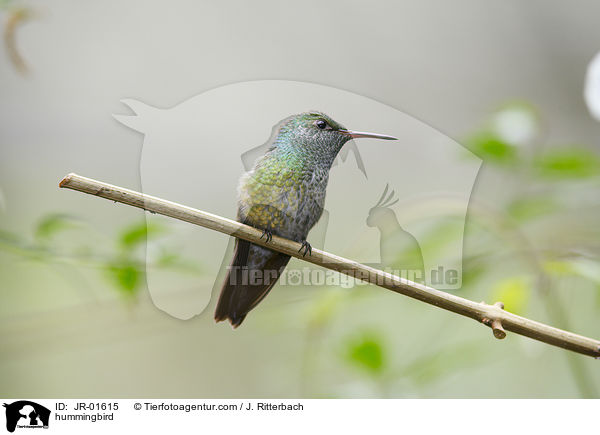 hummingbird / JR-01615