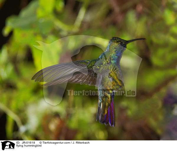 fliegender Kolibri / flying hummingbird / JR-01618