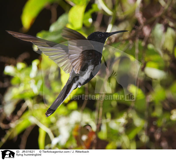 fliegender Kolibri / flying hummingbird / JR-01621