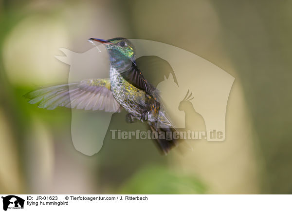 fliegender Kolibri / flying hummingbird / JR-01623