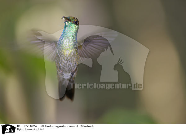 fliegender Kolibri / flying hummingbird / JR-01624
