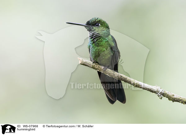 hummingbird / WS-07968