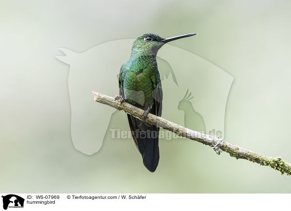Kolibri / hummingbird / WS-07969