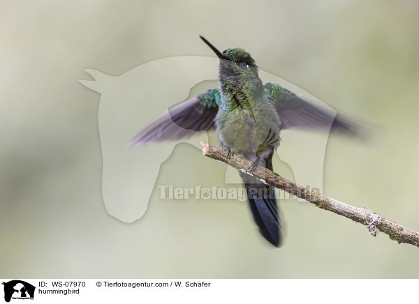 Kolibri / hummingbird / WS-07970